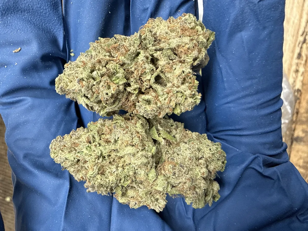 Dutch Treat Flower